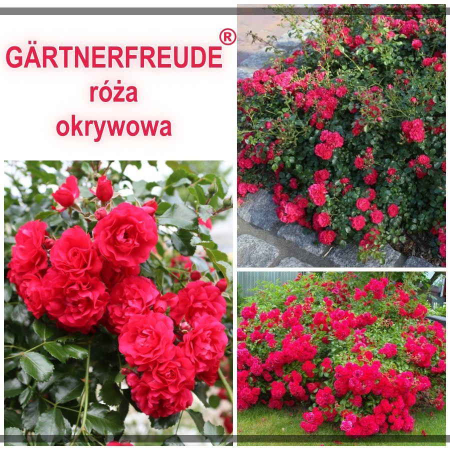 Gartnerfreude róże okrywowe